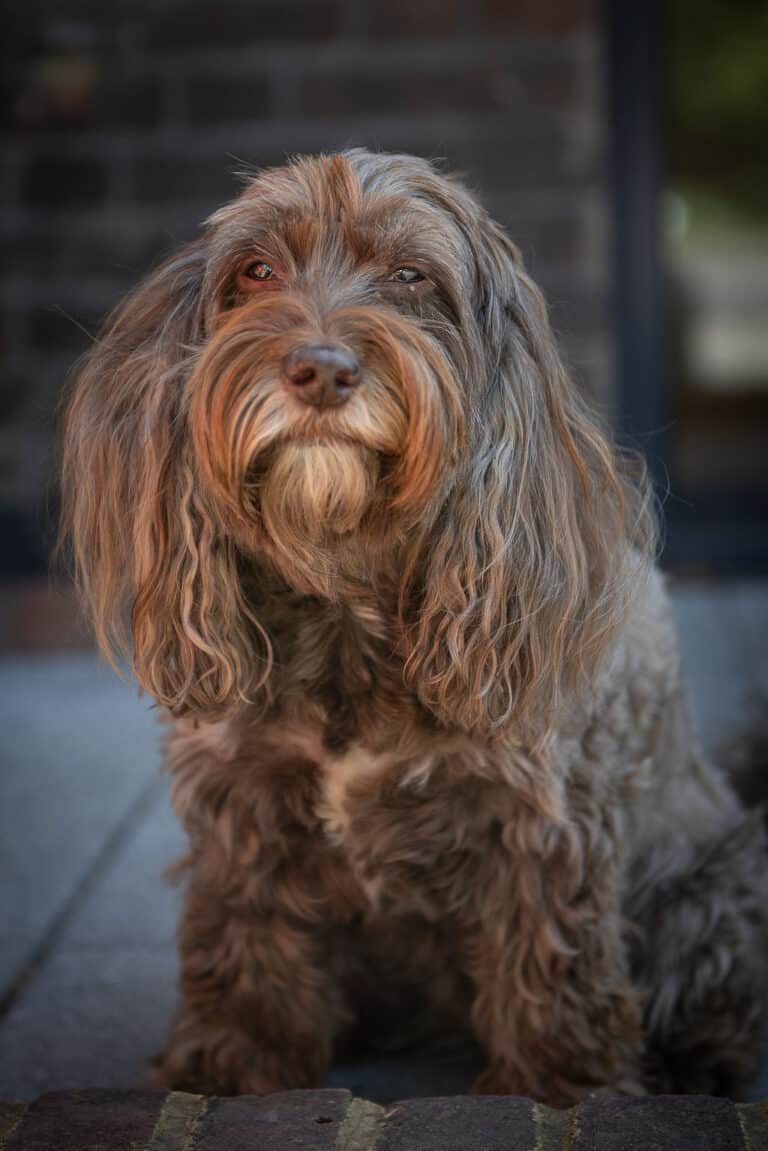 Image of Coco, the office dog at The Bourne End Clinic